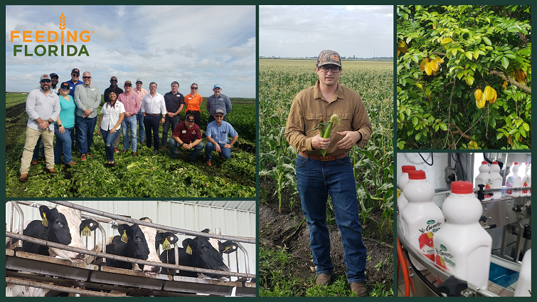 Harvest Season and Dairy Production – Connecting Food Banks to Farmers Like Never Before